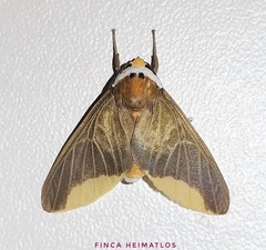 Hyperandra diminuta