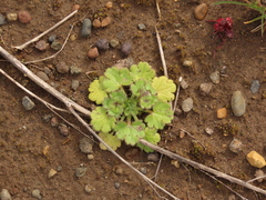 Ranunculus parviflorus