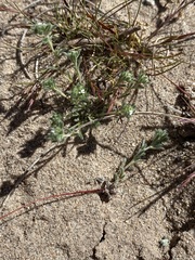 Eremocarya micrantha