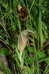 Pterostylis coccina