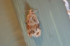 Olethreutes permundana