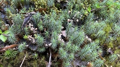 Dawsonia