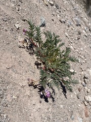 Astragalus allochrous