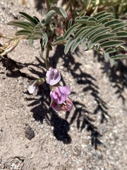 Astragalus allochrous