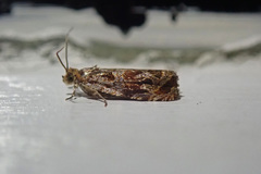 Olethreutes permundana