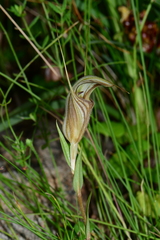 Pterostylis coccina