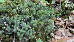 Dawsonia