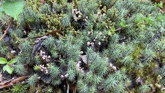 Dawsonia