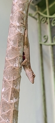 Anolis cristatellus