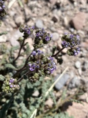 Phacelia coerulea