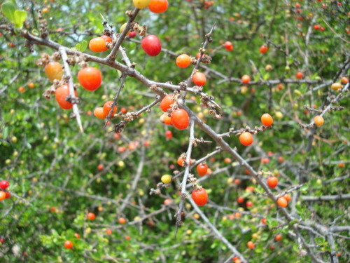 Condalia velutina