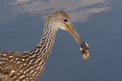 Aramus guarauna image