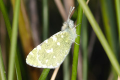 Euchloe tagis