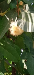 Syzygium samarangense