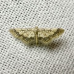 Idaea trypheropa
