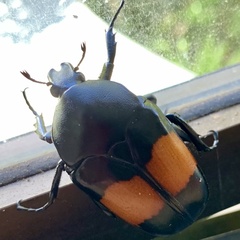 Dilochrosis balteata