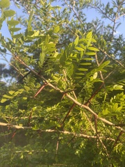 Gleditsia aquatica