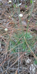 Syngonanthus flavidulus image