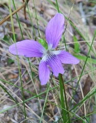Viola palmata image