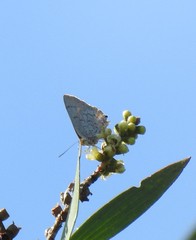 Hypochrysops digglesii