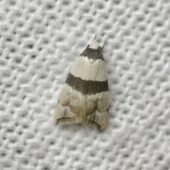 Zonopetala glauconephela