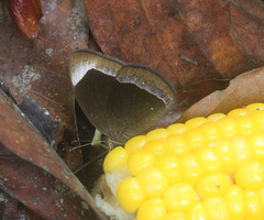 Mycalesis anaxias