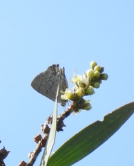 Hypochrysops digglesii