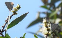 Hypochrysops digglesii