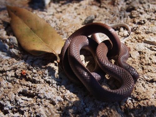 Photo of a Forest Sharp-tailed Snake (Contia longicauda)