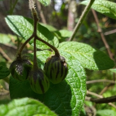 Solanum caripense