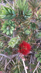 Melaleuca