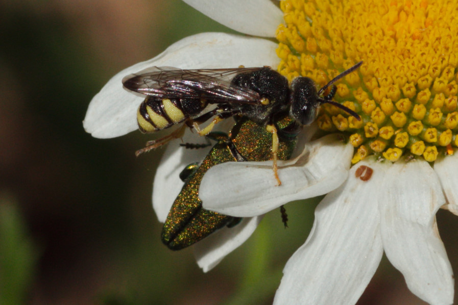 Cerceris bupresticida