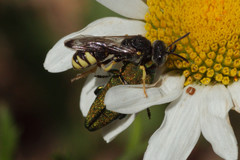 Cerceris bupresticida