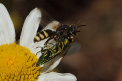Cerceris bupresticida