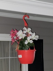 Alstroemeriaceae