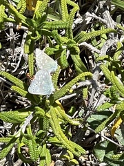 Glaucopsyche lygdamus pseudoxerces