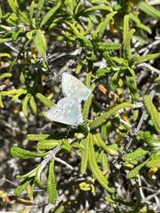 Glaucopsyche lygdamus pseudoxerces