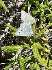 Glaucopsyche lygdamus pseudoxerces