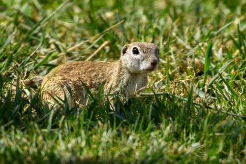 Spotted Ground Squirrel