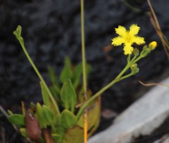 Villarsia capensis