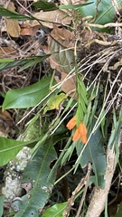 Isochilus aurantiacus