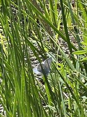 Glaucopsyche lygdamus pseudoxerces