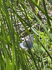 Glaucopsyche lygdamus pseudoxerces