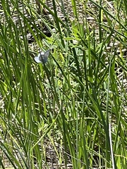 Glaucopsyche lygdamus pseudoxerces