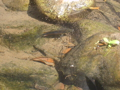 Amphilophus istlanus