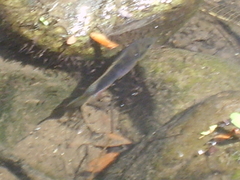 Amphilophus istlanus