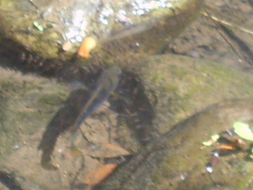 Redside Cichlid