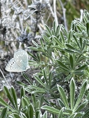 Glaucopsyche lygdamus pseudoxerces