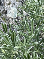 Glaucopsyche lygdamus pseudoxerces