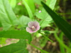 Anoda thurberi